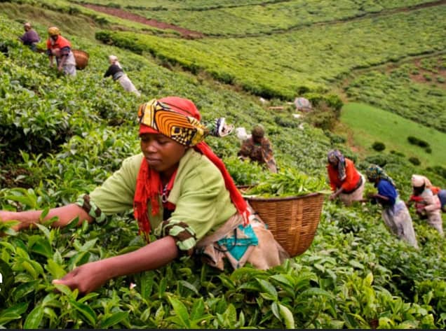 Abahinzi bahinga icyayi ahazwi nk’ Ikibeho barifuza gufashwa no kugera kubindi bikorwa by’ Iterambere