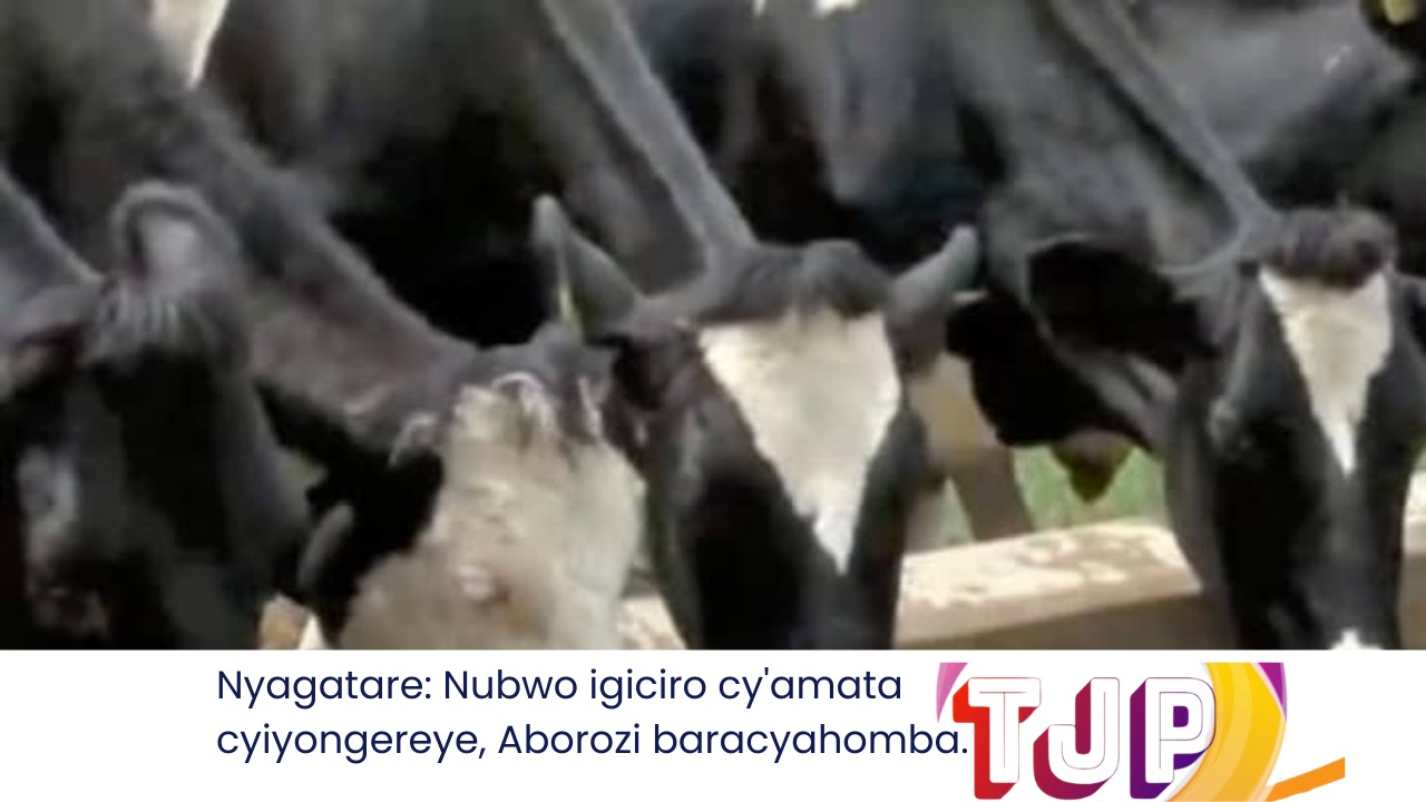 Nyagatare: Nubwo igiciro cy’amata cyiyongereye, Aborozi baracyahomba.