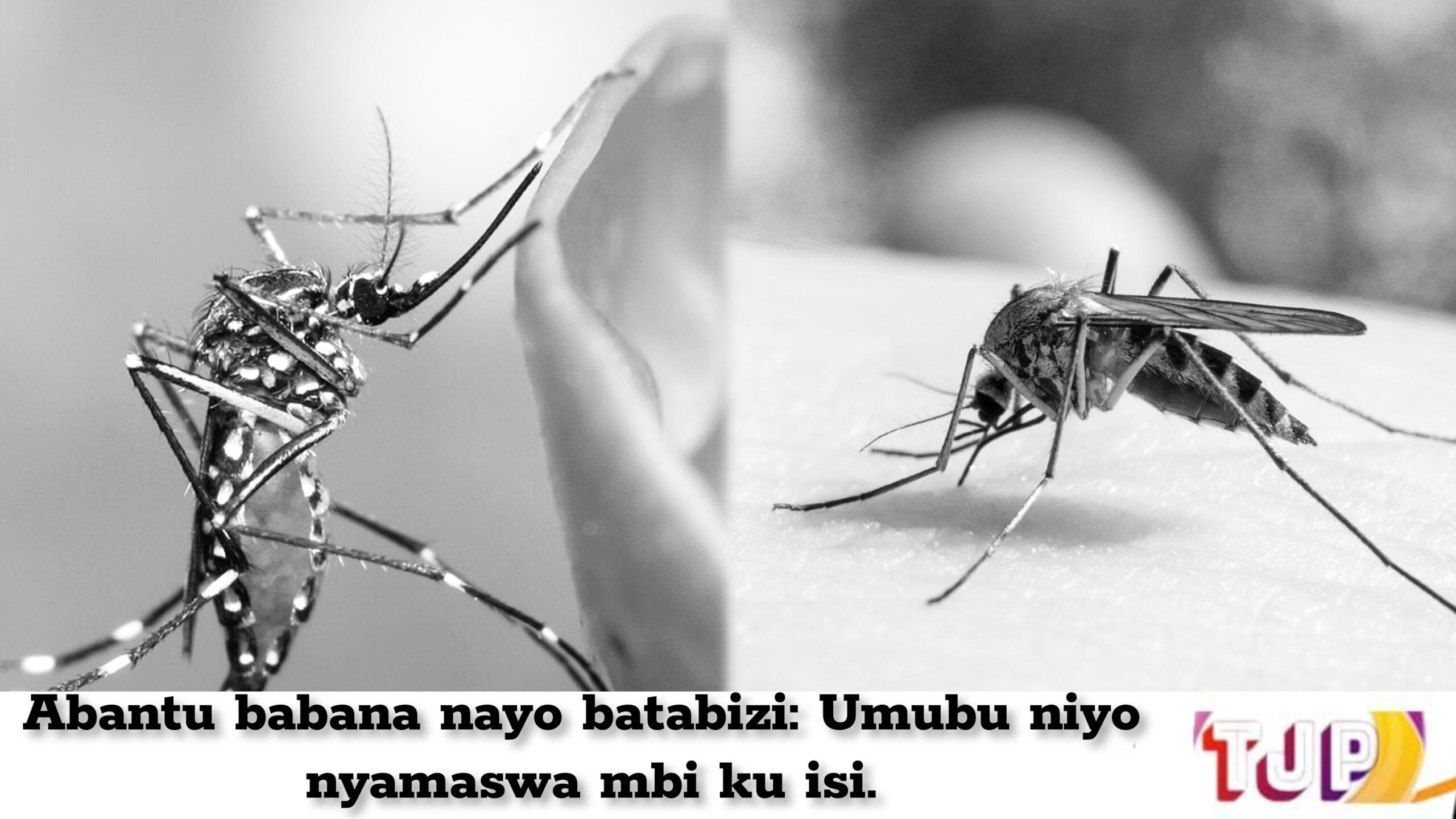 Abantu babana nayo batabizi: Umubu niyo nyamaswa mbi ku isi