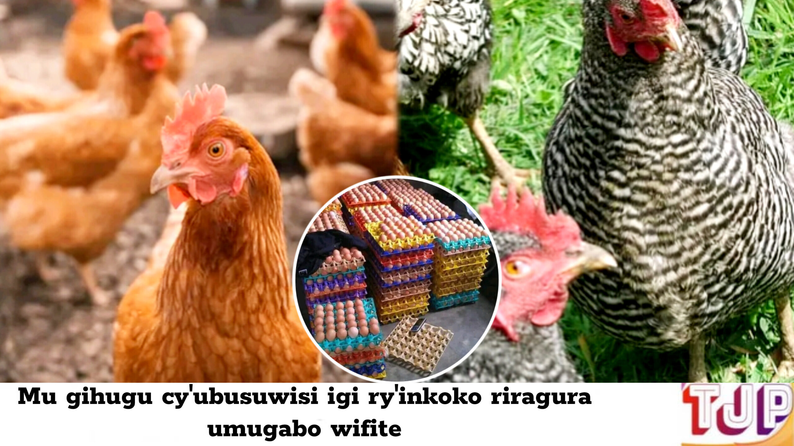 Mu gihugu cy’ubusuwisi igi ry’inkoko riragura umugabo wifite